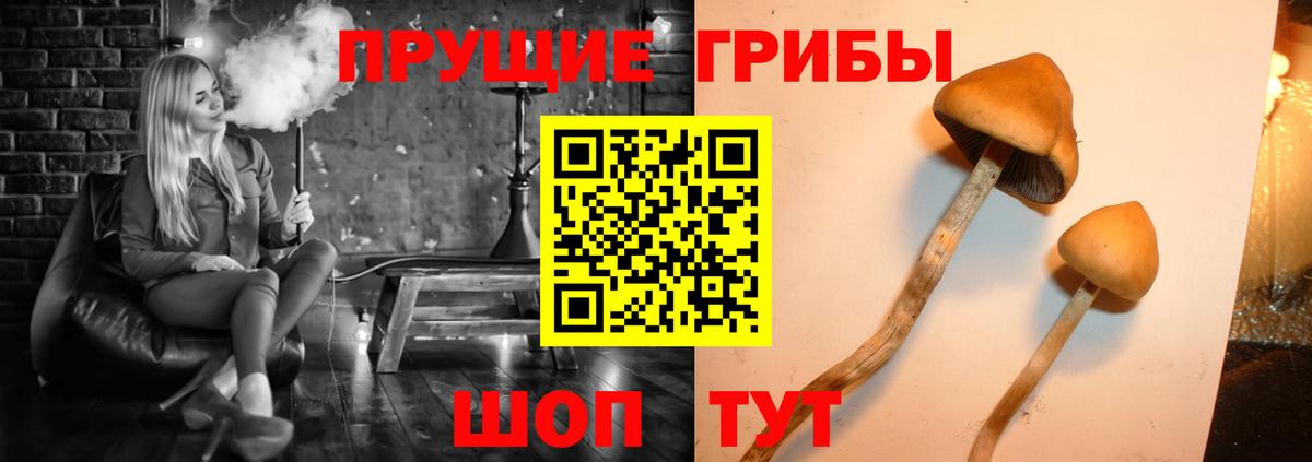 Псилоцибиновые грибы мицелий  Псилоцибиновые грибы прущие грибы  Сочи  Вход с VPN 